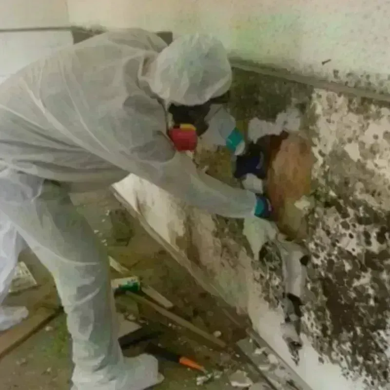 Mold Remediation and Removal in Lavaca County, TX